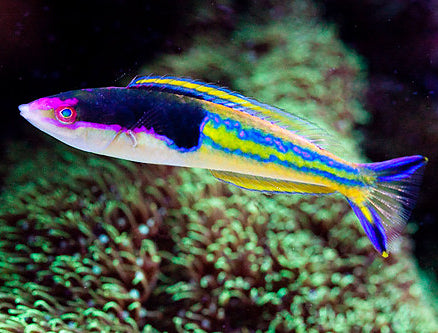 Royal Severnsi pencil wrasse, Pseudojuloides severnsi.