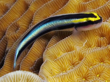 Sharknose Neon Goby Elacatinus evelynae (tank bred)