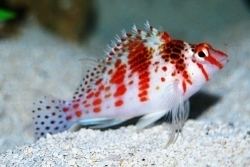 Spotted Hawkfish, Cirrhitichthys aprinus