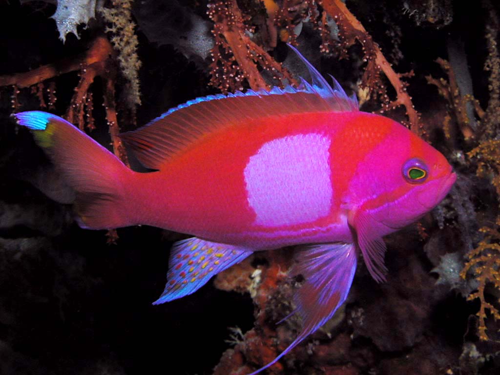 Square Anthias, Pseudanthias pleurotaenia. pair