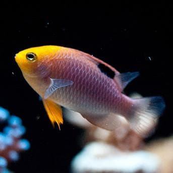 Talbot Fish Marine fish collection – Page 5 – The Reef Experience