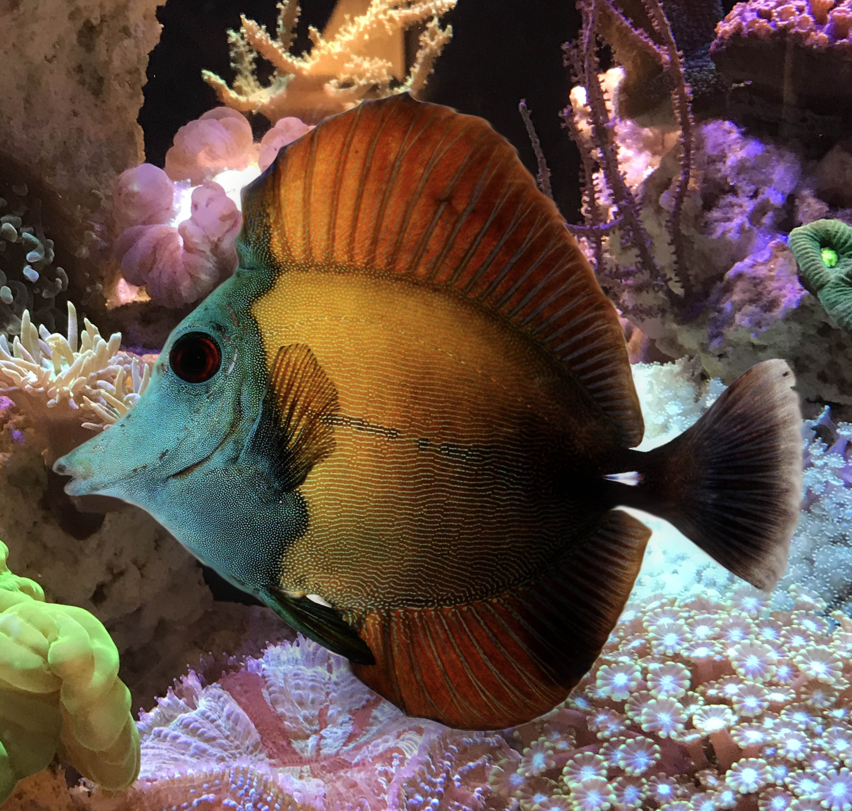 Tri Colour Scopas Tang, Zebrasoma Scopas. – The Reef Experience
