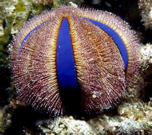 Tuxedo Urchin, Mespilia globulus.
