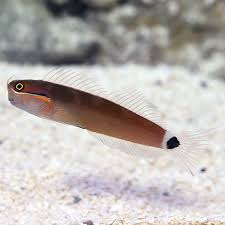 Goldstreak Blenny Ecsenius stigmatura
