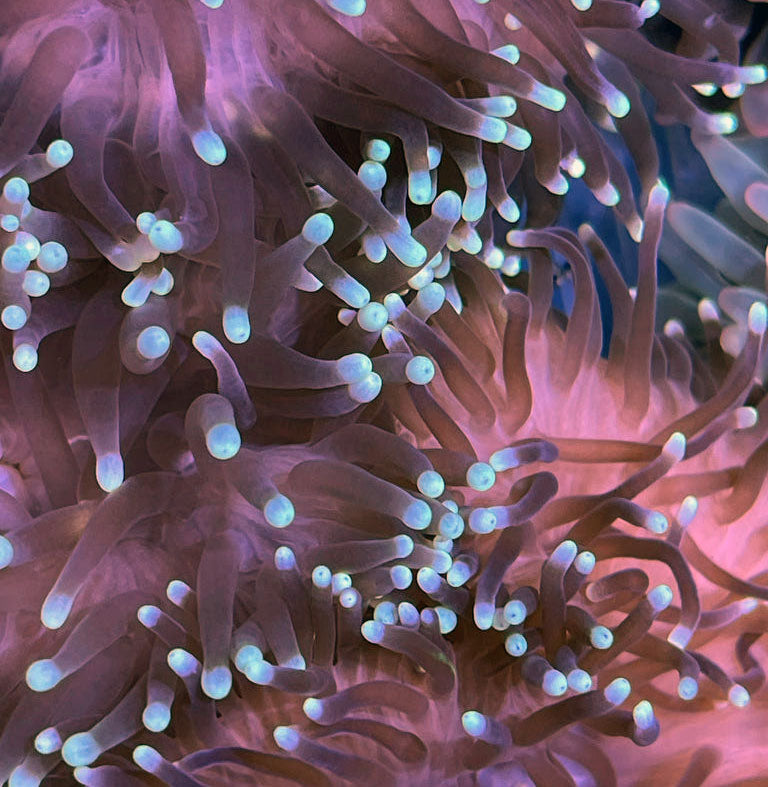 White Tip Bubbletip Anemone